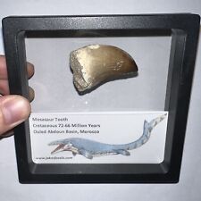 Framed mosasaur fossil for sale  Wimauma