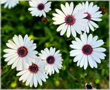White cape daisy for sale  Deltona