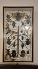 Framed bugs insects for sale  LEIGH-ON-SEA