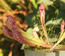 Live carnivorous pitcher for sale  San Jose