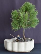 Mugo pine bonsai for sale  Patchogue