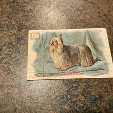 YORKSHIRE TERRIER 1910 CHURCH & DWIGHT BICARBONATO DE SÓDIO NOVA SÉRIE CARTÃO COMERCIAL DE CACHORRO, usado comprar usado YORKSHIRE TERRIER 1910 CHURCH & DWIGHT BICARBONATO DE SÓDIO NOVA SÉRIE CARTÃO COMERCIAL DE CACHORRO, usado comprar usado  Enviando para Brazil