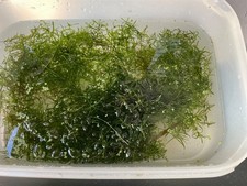 Nixkraut aquarium der gebraucht kaufen Nixkraut aquarium der gebraucht kaufen  Esslingen am Neckar