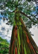 Rainbow eucalyptus deglupta d'occasion  Expédié en Belgium