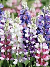 Lot graines lupin d'occasion  Chazelles
