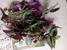 Zebrina wandering jew for sale  Greensboro