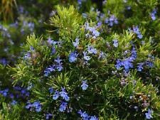 23 rosemary for sale 23 rosemary for sale Pauma Valley
