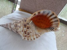 Charonia tritonis trumpet for sale  Lehigh Acres