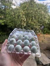 Quail eggs celadon for sale  HORNCHURCH