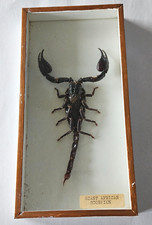 Vintage framed giant for sale  NEWARK