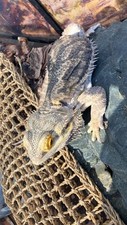 Rango needs good for sale  Shelby