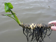 Pond plant water for sale  BRIDGWATER