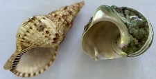 Large polished green for sale  Cordova
