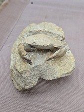 Rare harpactocarcinus punctula for sale  Cleveland