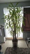 Three yukka plants for sale  LONDON