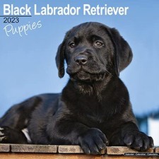Black labrador puppies for sale  USA