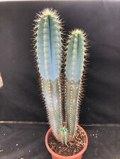 Cereus azureus big usato  Massafra