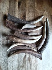 Geweihstücke rothirsch geweih gebraucht kaufen  Aitrang