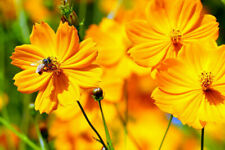 10000 samen schmuckkörbchen gebraucht kaufen 10000 samen schmuckkörbchen gebraucht kaufen  Würzburg