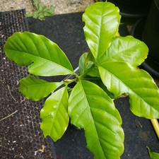 coffee plant for sale  BEDFORD