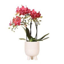 Phalaenopsis rchidee rot gebraucht kaufen  Düsseldorf