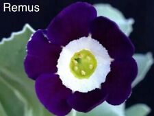 Three auriculas choose for sale  PETERBOROUGH