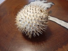 Kugelfisch rginal gebraucht kaufen  Stephansposching