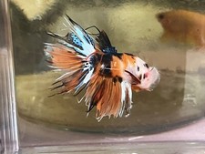 Sale male crowntail for sale  Ellicott City