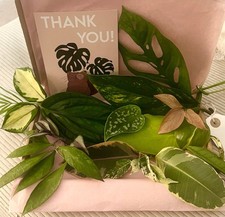 Mystery house plant for sale  BURNLEY