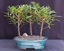 Willow leaf ficus for sale  Patchogue