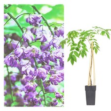 Garten blauregen japanischer gebraucht kaufen  Markkleeberg