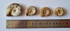 Fossil ammonites perisphinctes for sale  MARGATE
