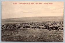 Beef heard plains. for sale  Bridgeville