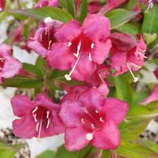 Weigelia florida cv. usato  Napoli