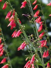 Penstemon barbatus ssp. for sale  LANGHOLM