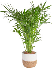 Cat palm live for sale  Cedar Rapids