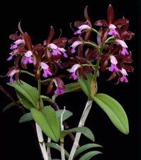 Cattleya tigrina paul for sale  San Francisco