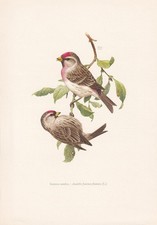 1960 common redpoll for sale  BIDEFORD