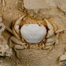 2.9 potaman fossil for sale  Post Falls