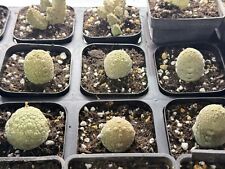 3cm 1pcs cactus for sale  BIRMINGHAM