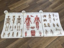 Anatomy posters wall for sale  LOWESTOFT