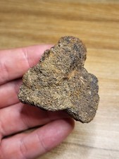 Genuine triceratops frill for sale Genuine triceratops frill for sale  SOLIHULL