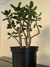 Crassula ovata evergreen for sale  SUNBURY-ON-THAMES