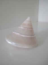snail shells for sale snail shells for sale NOTTINGHAM