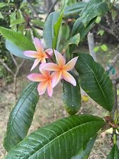 Plumeria plants without for sale  Oxnard
