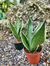 Snake plant sansevieria for sale  Homestead
