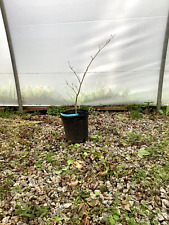 Acer palmatum hitode for sale  Hendersonville