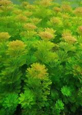 Limnophila sessiliflora live for sale  LONDON