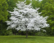 White dogwood pot for sale  Mcminnville