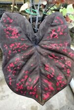 Authentic caladium darth d'occasion  Expédié en Belgium
